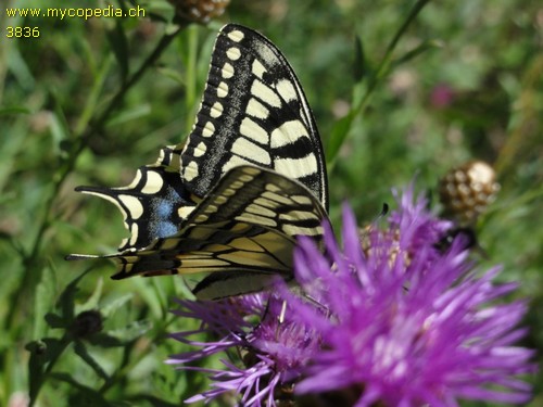 Papillo machaon - 