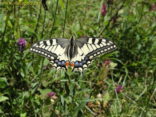 Papillo machaon - 