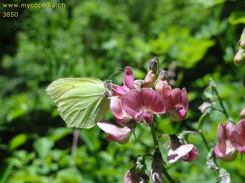 Gonepteryx rhamni - 