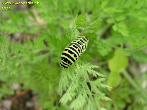 Papillo machaon - 