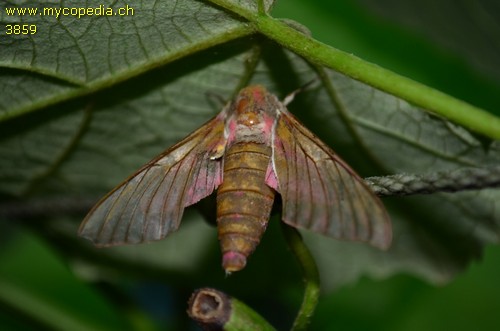 Deliephila elpenor - 