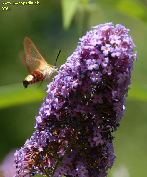 Hemaris fuciformis - 