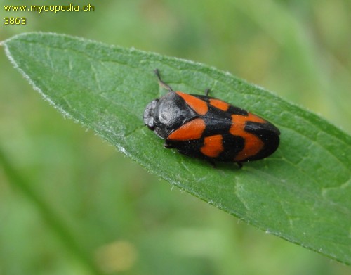 Cercopis vulnerata - 