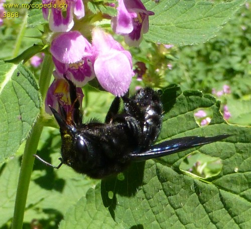 Xyclocopa violacea - 