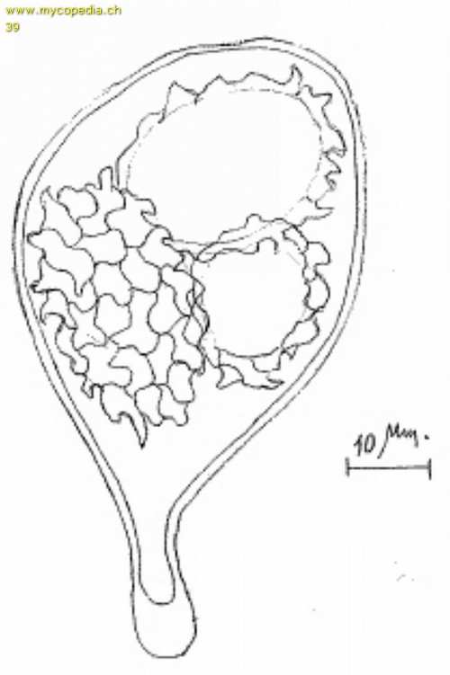 Tuber macrosporum - Sporenzeichnung - 