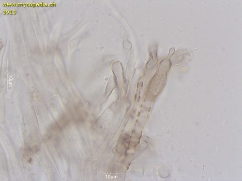 Gymnopus brassicolens - Kortikialschichthyphen - 