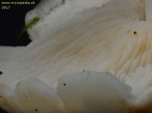 Rhodocollybia maculata - 