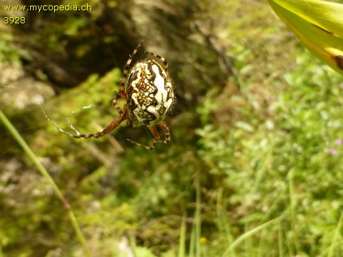 Aculepeira aculeata - 