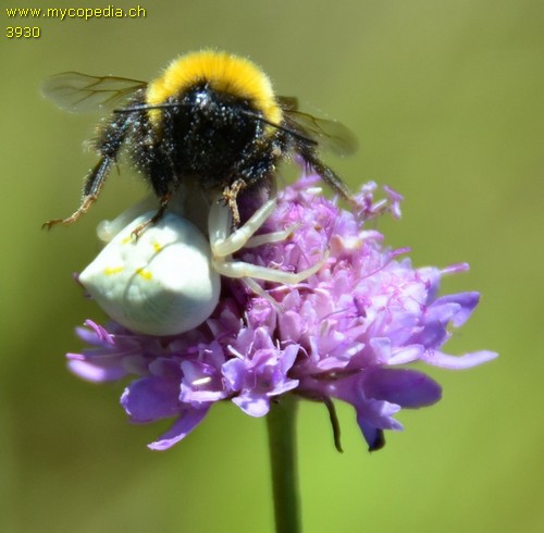 Misumena vatia - 