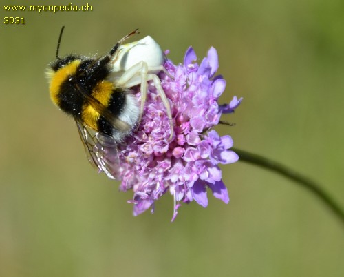 Misumena vatia - 