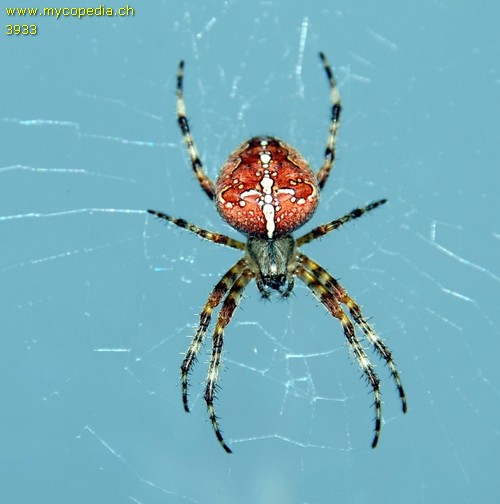 Araneus diadernatus - 