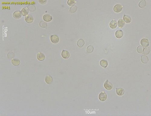 Rhodocollybia maculata - Sporen - Melzers  - 