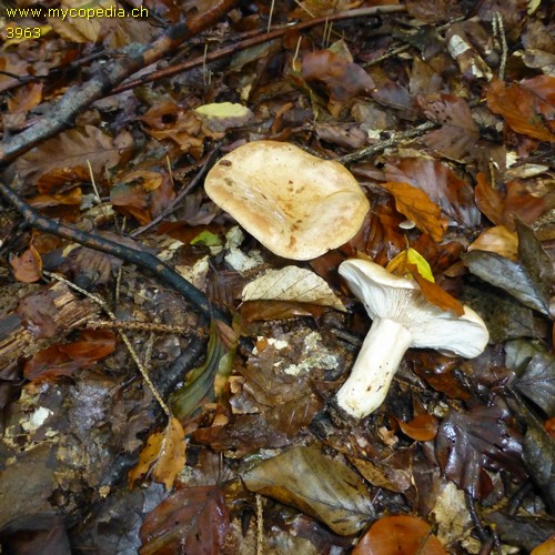 Lactarius evosmus - 