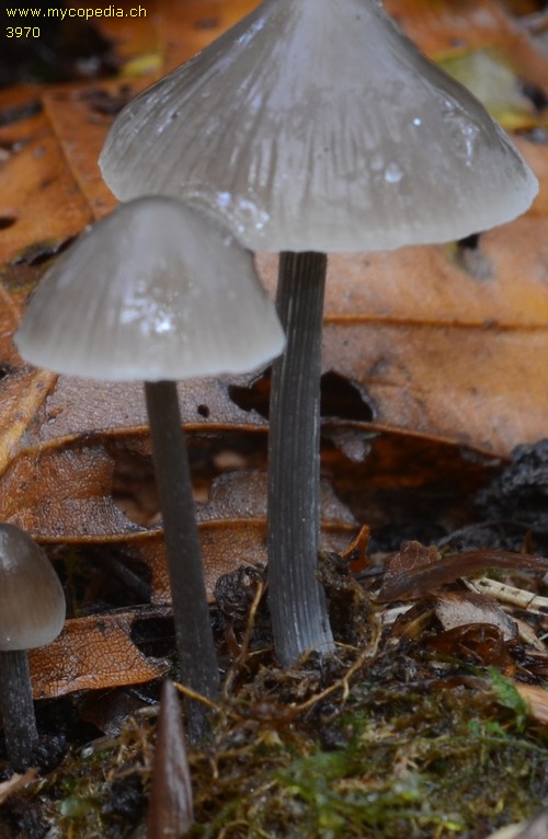 Mycena polygramma - 