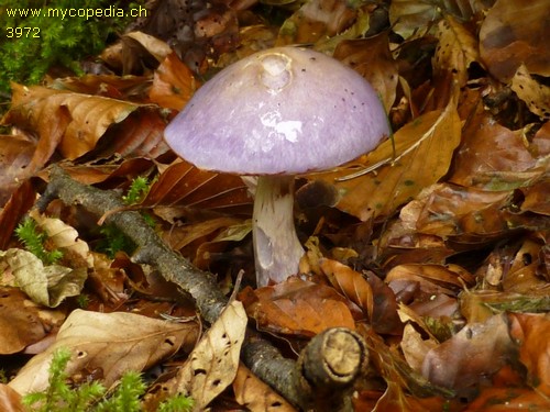 Cortinarius salor - 