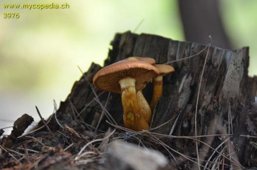 Gymnopilus junonius - 