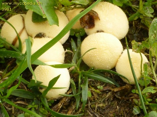 Lycoperdon pratense - 