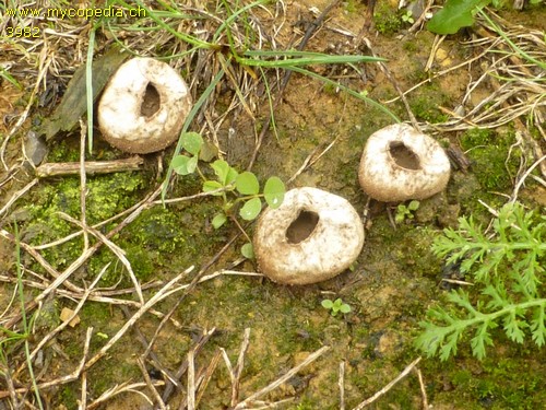 Lycoperdon pratense - 