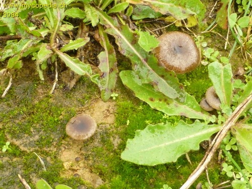 Entoloma rusticoides - 