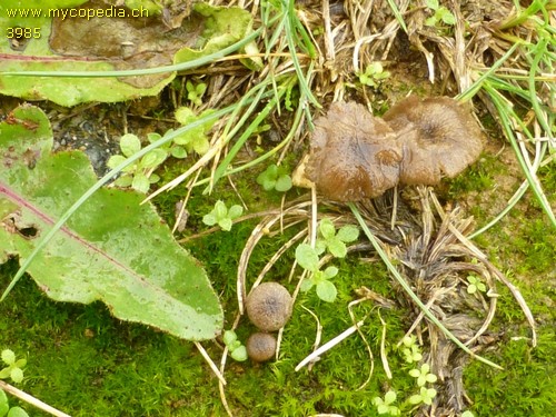 Entoloma rusticoides - 