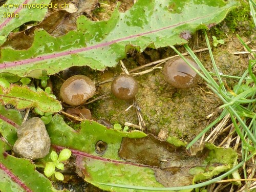 Entoloma rusticoides - 