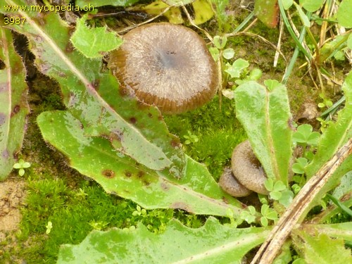 Entoloma rusticoides - 