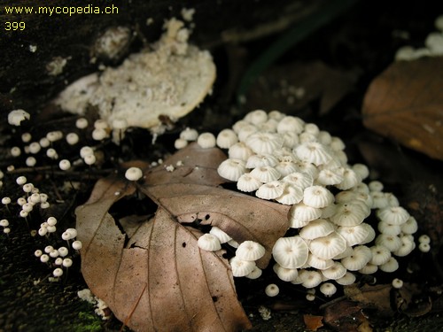 Marasmius rotula - 