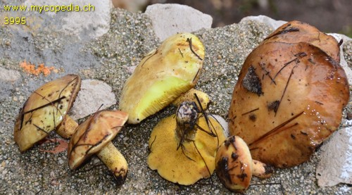 Suillus collinitus - 