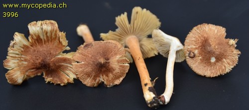 Inocybe splendens - 