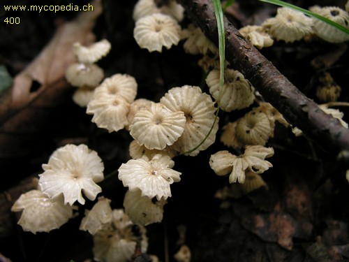 Marasmius rotula - 