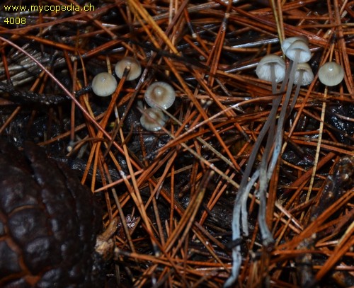 Mycena leptocephala - 