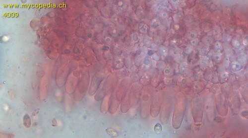 Mycena leptocephala - Cheilozystiden - Kongorot  - 