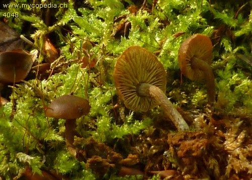 Callistosporium pinicola - 