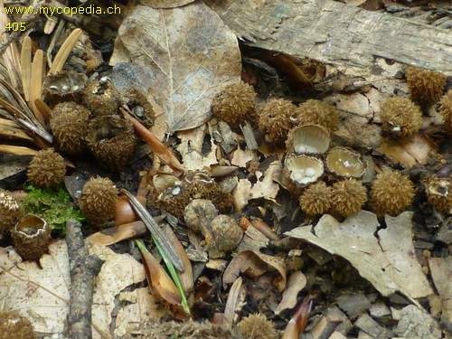 Cyathus striatus - 