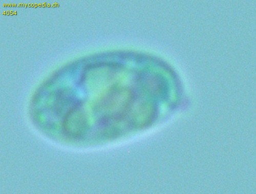 Chrysomphalina grossula - 