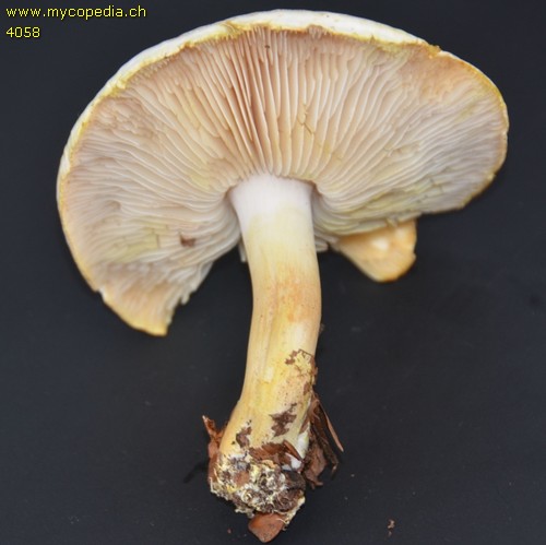 Tricholoma sulphurescens - 