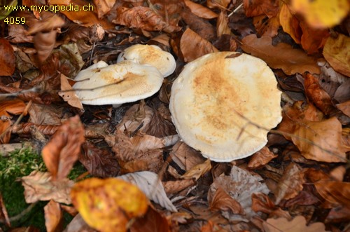 Tricholoma sulphurescens - 