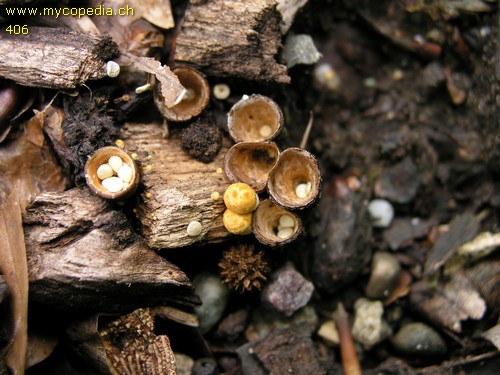 Crucibulum crucibuliforme - 