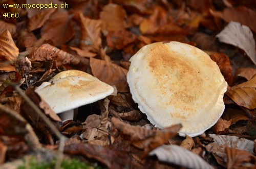 Tricholoma sulphurescens - 