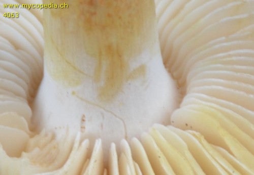 Tricholoma sulphurescens - 