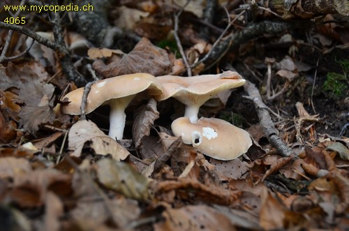 Leucopaxillus gentianeus - 