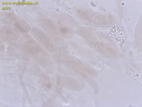 Phloeomana speirea - HDS - 