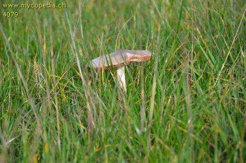 Volvariella gloiocephala - 