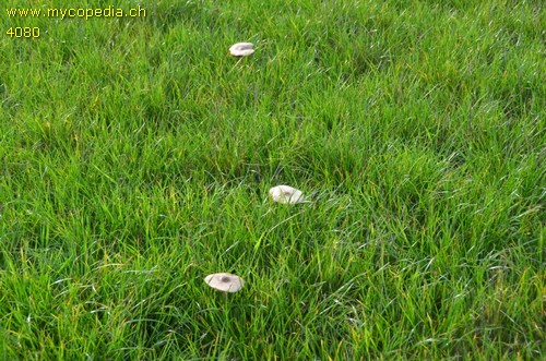 Volvariella gloiocephala - 