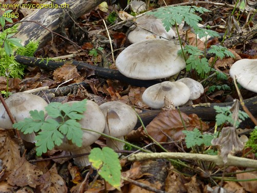 Clitocybe nebularis - 