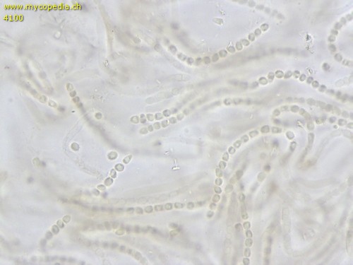 Protocrea farinosa - 