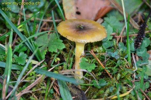 Hygrophorus hypothejus - 