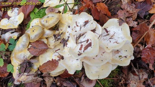 Hygrophorus chrysodon - 