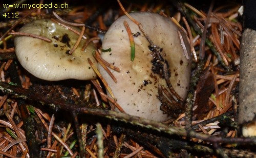 Russula firmula - 