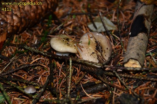 Russula firmula - 